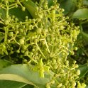 Euonymus myrianthus